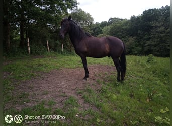 Andaluces, Caballo castrado, 5 años, Negro