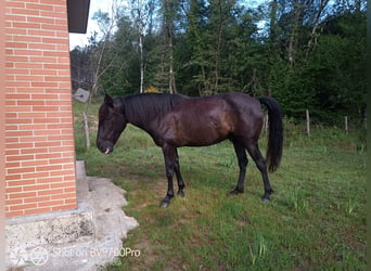 Andaluces, Caballo castrado, 5 años, Negro