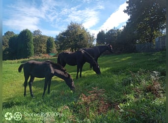 Andaluces, Caballo castrado, 5 años, Negro