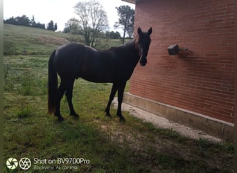 Andaluces, Caballo castrado, 5 años, Negro