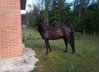 Andaluces, Caballo castrado, 5 años, Negro