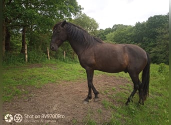 Andaluces, Caballo castrado, 5 años, Negro