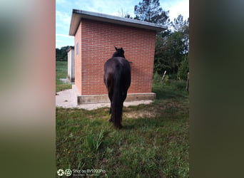 Andaluces, Caballo castrado, 5 años, Negro