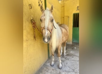 Andaluces Mestizo, Caballo castrado, 6 años, 140 cm, Palomino