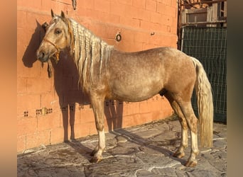 Andaluces Mestizo, Caballo castrado, 6 años, 140 cm, Palomino