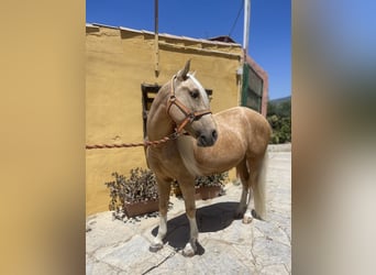 Andaluces Mestizo, Caballo castrado, 6 años, 140 cm, Palomino