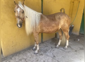 Andaluces Mestizo, Caballo castrado, 6 años, 140 cm, Palomino