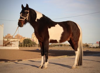 Andaluces Mestizo, Caballo castrado, 6 años, 148 cm, Pío