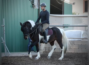 Andaluces Mestizo, Caballo castrado, 6 años, 148 cm, Pío