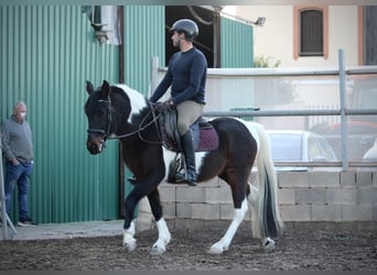 Andaluces Mestizo, Caballo castrado, 6 años, 148 cm, Pío