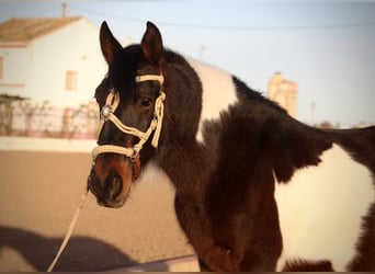 Andaluces Mestizo, Caballo castrado, 6 años, 148 cm, Pío