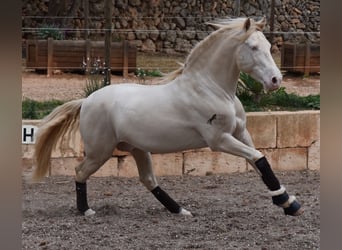 Andaluces, Caballo castrado, 6 años, 149 cm, Cremello