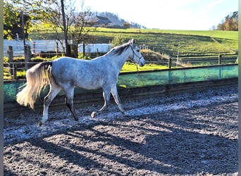 Andaluces, Caballo castrado, 6 años, 150 cm, Tordo rodado