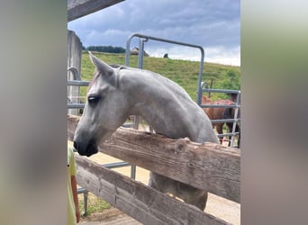 Andaluces, Caballo castrado, 6 años, 150 cm, Tordo rodado