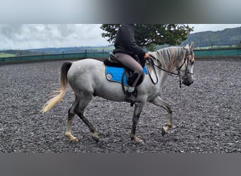 Andaluces, Caballo castrado, 6 años, 150 cm, Tordo rodado