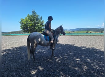 Andaluces, Caballo castrado, 6 años, 150 cm, Tordo rodado