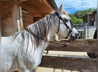 Andaluces, Caballo castrado, 6 años, 150 cm, Tordo rodado