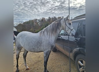 Andaluces, Caballo castrado, 6 años, 150 cm, Tordo rodado