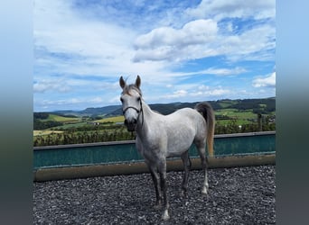 Andaluces, Caballo castrado, 6 años, 150 cm, Tordo rodado