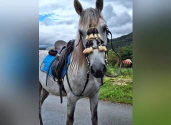 Andaluces, Caballo castrado, 6 años, 150 cm, Tordo rodado