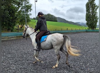 Andaluces, Caballo castrado, 6 años, 150 cm, Tordo rodado