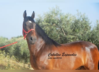 Andaluces, Caballo castrado, 6 años, 152 cm, Castaño
