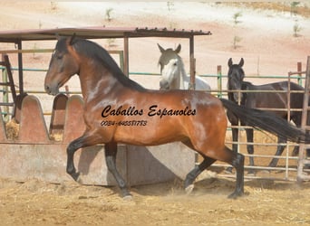 Andaluces, Caballo castrado, 6 años, 152 cm, Castaño