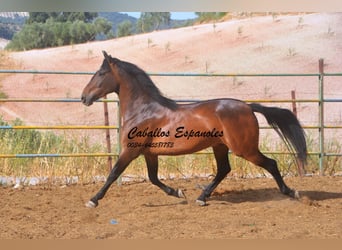 Andaluces, Caballo castrado, 6 años, 152 cm, Castaño