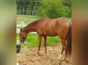 Andaluces, Caballo castrado, 6 años, 154 cm, Alazán