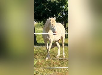 Andaluces Mestizo, Caballo castrado, 6 años, 154 cm, Cremello