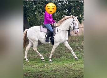 Andaluces Mestizo, Caballo castrado, 6 años, 154 cm, Cremello