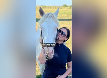 Andaluces Mestizo, Caballo castrado, 6 años, 154 cm, Cremello