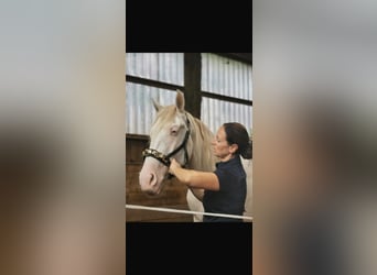 Andaluces Mestizo, Caballo castrado, 6 años, 154 cm, Cremello