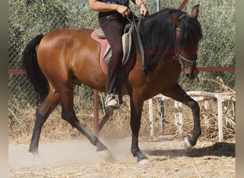 Andaluces, Caballo castrado, 6 años, 156 cm, Castaño