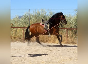 Andaluces, Caballo castrado, 6 años, 156 cm, Castaño