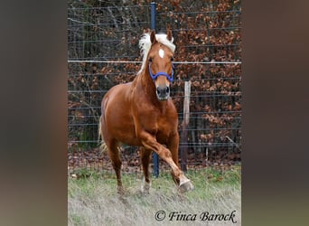 Andaluces, Caballo castrado, 6 años, 156 cm, Palomino
