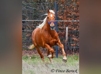 Andaluces, Caballo castrado, 6 años, 156 cm, Palomino