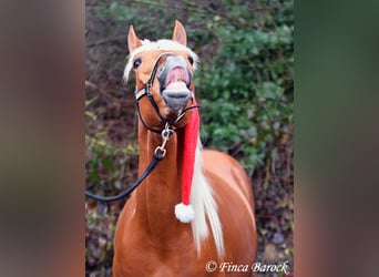 Andaluces, Caballo castrado, 6 años, 156 cm, Palomino