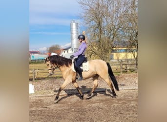 Andaluces Mestizo, Caballo castrado, 6 años, 157 cm, Bayo