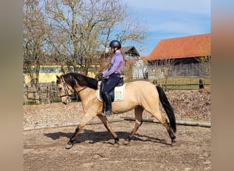 Andaluces Mestizo, Caballo castrado, 6 años, 157 cm, Bayo