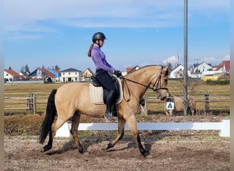 Andaluces Mestizo, Caballo castrado, 6 años, 157 cm, Bayo