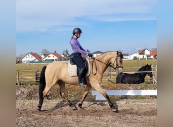 Andaluces Mestizo, Caballo castrado, 6 años, 157 cm, Bayo