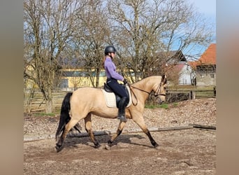 Andaluces Mestizo, Caballo castrado, 6 años, 157 cm, Bayo