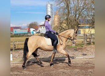 Andaluces Mestizo, Caballo castrado, 6 años, 157 cm, Bayo