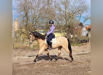 Andaluces Mestizo, Caballo castrado, 6 años, 157 cm, Bayo