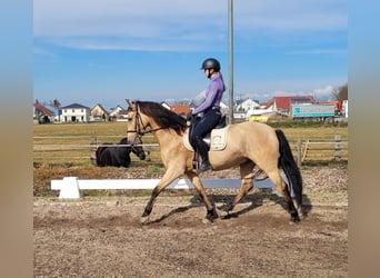 Andaluces Mestizo, Caballo castrado, 6 años, 157 cm, Bayo