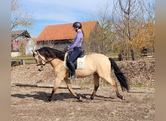 Andaluces Mestizo, Caballo castrado, 6 años, 157 cm, Bayo