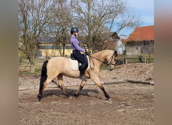 Andaluces Mestizo, Caballo castrado, 6 años, 157 cm, Bayo