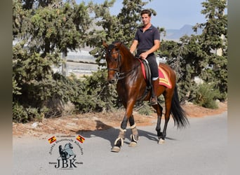 Andaluces, Caballo castrado, 6 años, 157 cm, Castaño