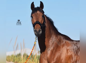 Andaluces, Caballo castrado, 6 años, 157 cm, Castaño